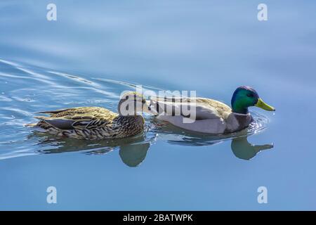 Duck et Drake nagent. Le couple de canards sauvages se reflète dans l'eau calme Banque D'Images