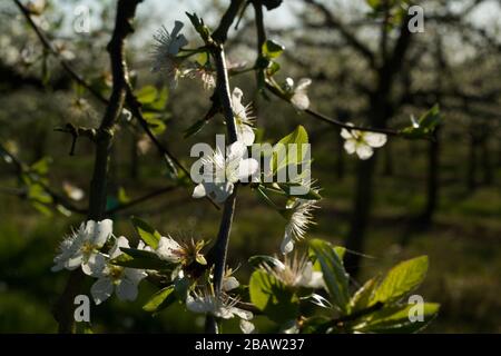 Fleurs printanières sur des prunes / prunes dans la région de culture de Prune d'Agen, Lot-et-Garonne, France Banque D'Images