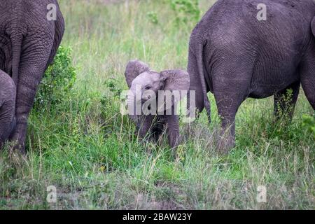 Portrait de la mère et du bébé d'éléphant d'afrique (Loxodonta) dans le parc national de la Reine Elizabeth, en Ouganda Banque D'Images