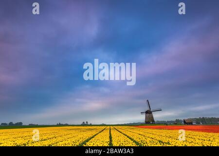 Tulipes rouges et ciel bleu au lever du soleil dans un moulin à vent historique au printemps. Berkmeer, Koggenland, Hollande-Méridionale, Pays-Bas, Europe. Banque D'Images