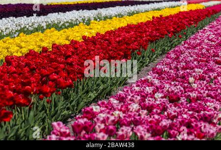 Champs de tulipes multicolores près d'un village au printemps. Berkmeer, Koggenland, Hollande-Méridionale, Pays-Bas, Europe. Banque D'Images