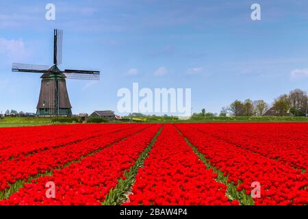 Nuages sur les champs de tulipes multicolores et de moulin à vent. Berkmeer, Koggenland, Hollande-Méridionale, Pays-Bas, Europe. Banque D'Images