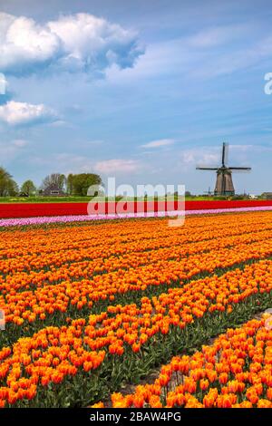 Nuages sur les champs de tulipes multicolores et de moulin à vent. Berkmeer, Koggenland, Hollande-Méridionale, Pays-Bas, Europe. Banque D'Images