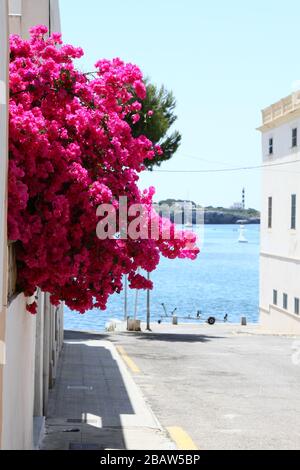 BOUGAINVILLEA FLEURS GRIMPANT SUR LE CÔTÉ D'UNE MAISON SUR L'ÎLE MÉDITERRANÉENNE DE MAJORQUE, ESPAGNE, EUROPE. Banque D'Images