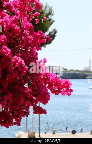 BOUGAINVILLEA FLEURS GRIMPANT SUR LE CÔTÉ D'UNE MAISON SUR L'ÎLE MÉDITERRANÉENNE DE MAJORQUE, ESPAGNE, EUROPE. Banque D'Images