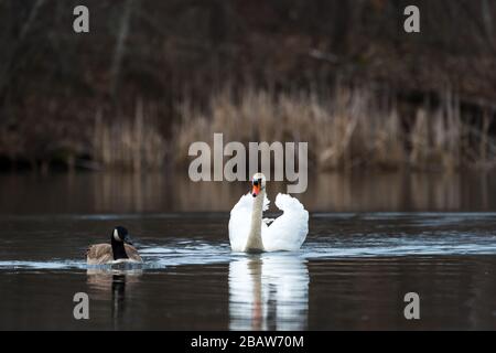 Un cygne muet agressif à la suite d'une Bernache du Canada à Horns Pond, Woburn, ma. Banque D'Images