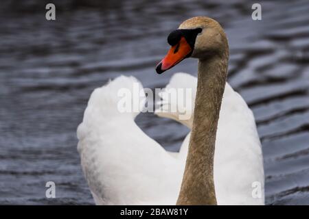 Gros plan de Mute Swan dans une position agressive avec des ailes courbés derrière la tête. Banque D'Images