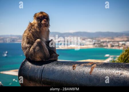 Un barbaire (Macaca sylvanus) est assis sur un canon au sommet du Rocher, Gibraltar Banque D'Images