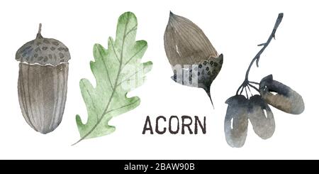 ensemble d'éléments fleuris à motif caniche. Collection automne. Motif graphique fleuri. Herbes, baies et fleurs sauvages. Ensemble de botanique dessiné à la main. Moderne automne saisonnier Banque D'Images