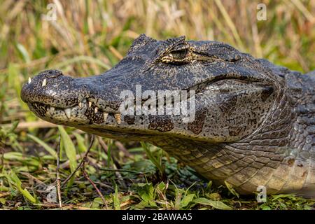 Caiman, Parc National Ibera, Argentine Banque D'Images