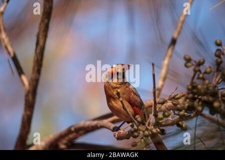 Oiseau cardinal femelle Cardinalis cardinalis mange des baies d'un buisson à Naples, en Floride. Banque D'Images