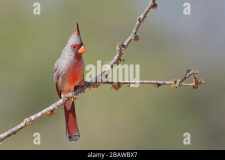 Pyrrhuloxia (Cardinalis sinuatus) mâle perché, Texas du Sud, États-Unis Banque D'Images