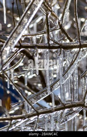 Gros plan des branches d'arbre surgelées. Branches d'arbres couvertes de glace avec des icules. Banque D'Images