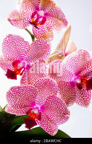 Gros plan de fleurs d'orchidées florissantes; Orchidaceae; l'une des deux plus grandes familles de plantes à fleurs Banque D'Images