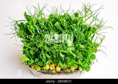 bouquet de pousses de pois verts qui poussent en pot pour les microgreens Banque D'Images
