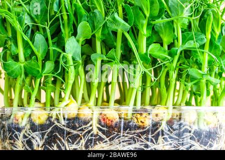 bouquet de pousses de pois verts qui poussent en pot pour les microgreens Banque D'Images