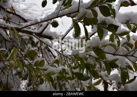 Arrière-plan, couche épaisse de neige sur les feuilles vertes Banque D'Images