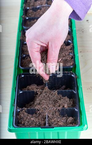 Remplir les petits compartiments en plastique à la main avec un sol dans l'oder pour planter certains voit. Banque D'Images
