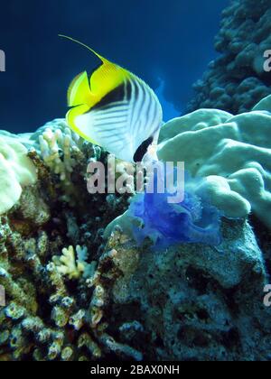 Fähnchen-Falterfisch (Chaetodon auriga) und Kronenqualle Netrostoma setouchina, Ägypten Banque D'Images