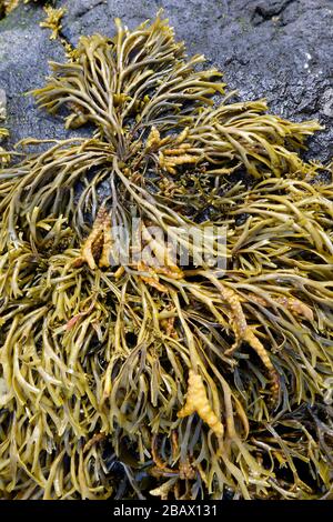 Algues canalisées - Pelvetia canaliculata Isle of Skye, Écosse, Royaume-Uni Banque D'Images