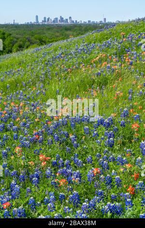 Vue unique sur les gratte-ciel de Dallas depuis une colline couverte de fleurs sauvages en pleine floraison au printemps 2020 près de Dallas, Texas. Banque D'Images