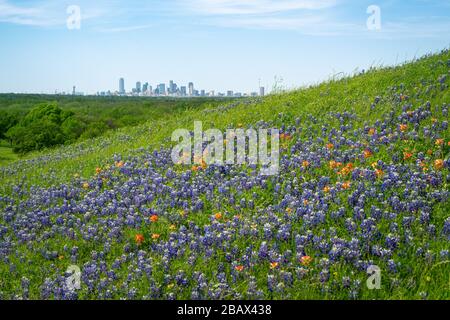 Vue unique sur les gratte-ciel de Dallas depuis une colline couverte de fleurs sauvages en pleine floraison au printemps 2020 près de Dallas, Texas. Banque D'Images