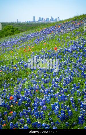 Vue unique sur les gratte-ciel de Dallas depuis une colline couverte de fleurs sauvages en pleine floraison au printemps 2020 près de Dallas, Texas. Banque D'Images