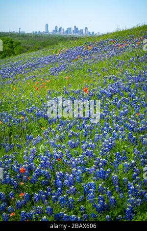 Vue unique sur les gratte-ciel de Dallas depuis une colline couverte de fleurs sauvages en pleine floraison au printemps 2020 près de Dallas, Texas. Banque D'Images