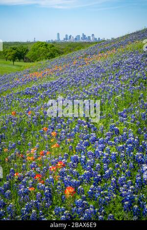 Vue unique sur les gratte-ciel de Dallas depuis une colline couverte de fleurs sauvages en pleine floraison au printemps 2020 près de Dallas, Texas. Banque D'Images