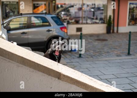 Chien assis dans les escaliers et attendant son maître, Vilshofen, Bavière, Allemagne Banque D'Images