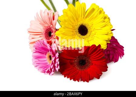 Bouquet de gerberas isolé sur fond blanc de près - vers le haut. Banque D'Images