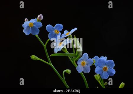 Oubliez-moi de ne pas fleurir ou Myosotis alpestris, macro tourné sur fond noir Banque D'Images