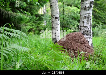 Grande colline de fourmi au pied de deux bouleaux sur la prairie de montagne Banque D'Images
