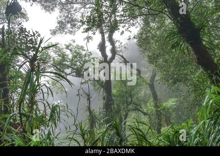 Brouillard ou brouillard en raison de l'altitude élevée dans la jungle dense et luxuriante du volcan Rajabasa au sud de Sumatra, Indonésie Banque D'Images