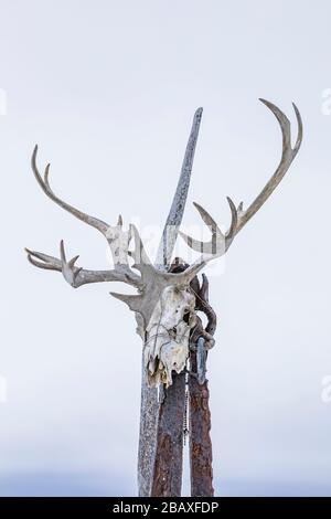 Caribous des bois migrateurs, caribous de Rangifer tarandus, crâne et bois d'appui dans le bras Joe Batt sur l'île Fogo, Terre-Neuve, Canada [pas de mainlevée de propriété; Banque D'Images