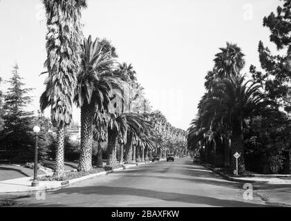 Beverly Drive bordée de palmiers, Beverly Hills, Californie, 1931. (Photo de Burton Holmes) Banque D'Images