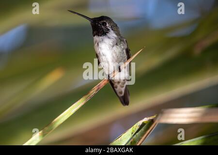 Hummingbird (Calypte costae) sauvage de Costa dans l'arbre vert Banque D'Images