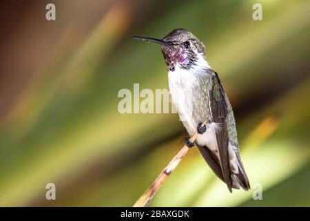 Hummingbird (Calypte costae) sauvage de Costa dans l'arbre vert Banque D'Images