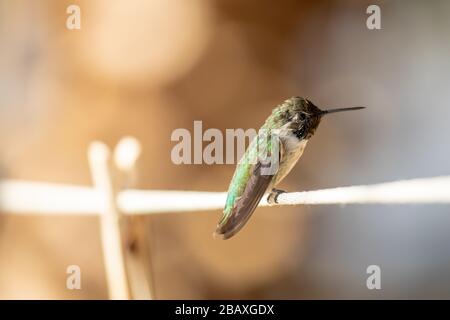 Hummingbird (Calypte costae) sauvage de Costa dans l'arbre vert Banque D'Images