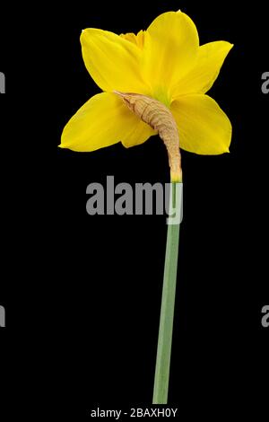 Fleur de Daffodil jaune (narcissus), isolée sur fond noir Banque D'Images