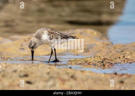 Sanderling (Calidris alba) marche Banque D'Images