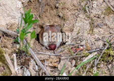 Une souris vole de banque (Myodes glareolus) dans son habitat naturel mangeant une noisette Banque D'Images