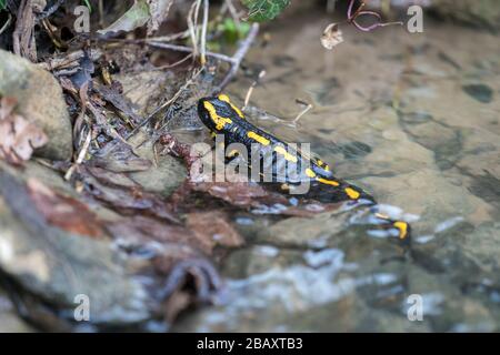 Salamandre de feu (salamandra salamandra) dans son habitat naturel à un petit ruisseau dans la forêt Banque D'Images