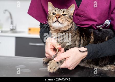 Vue rapprochée du vétérinaire avec coupe de clou de chat . Banque D'Images