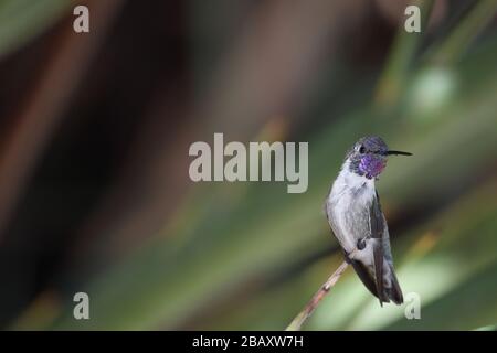 Hummingbird (Calypte costae) sauvage de Costa dans l'arbre vert Banque D'Images