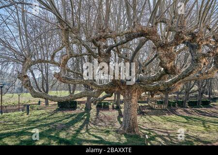 Jardin Secret, dans le monastère bénédictin de San Salvador dans la ville de Oña, province de Burgos, Castille et Leon, Espagne Banque D'Images