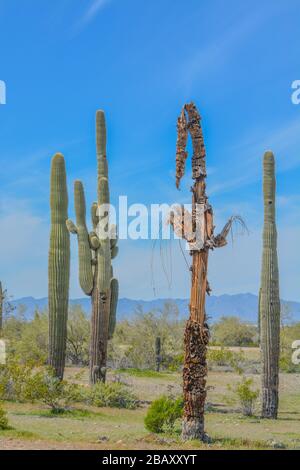 Un Saguaro Cactus mort (Carnegiea gigantea) parmi ceux en bonne santé dans le parc régional de la montagne Estrella, Goodyear, comté de Maricopa, Arizona USA Banque D'Images