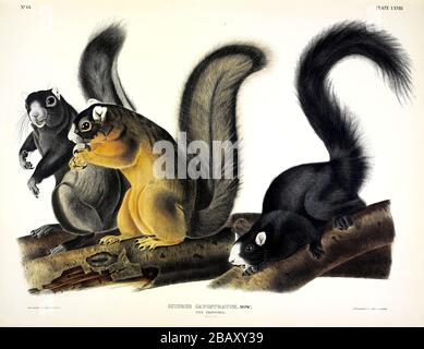 Plaque 68 Fox Squirrel (Sciurus Capistratus) The vivivipari QUADRUPEDS of North America, John James Audubon, image haute résolution éditée Banque D'Images