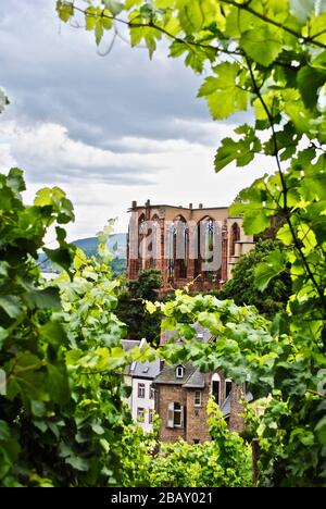 La chapelle de Wernerkapelle est en ruines visibles à travers un vignoble vert à Bacharach en Rhénanie-Palatinat, en Allemagne. Wernerkapelle, un site touristique de Rheinromantik. Banque D'Images