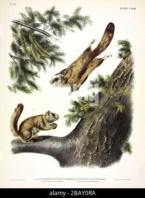 Plaque 143 Fig. 1. Severn-River Flying Squirrel, Rocky Mountain Flying Squirrel, de la viviviparous QUADRUPEDS d'Amérique du Nord, John James Audubon Banque D'Images